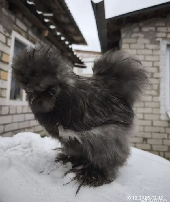 Американский шолк жужалар бор 1.5 ойликлари