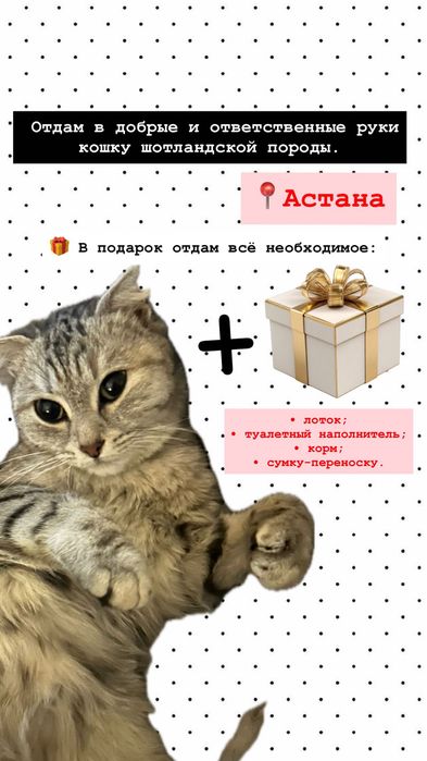Кошка шотландской породы