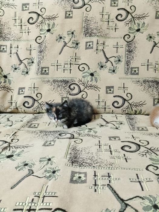Продам домашних котят