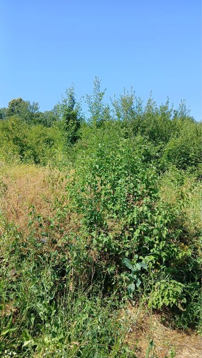 Teren intravilan 1400mp de vânzare str Alunului, Rm. Valcea.