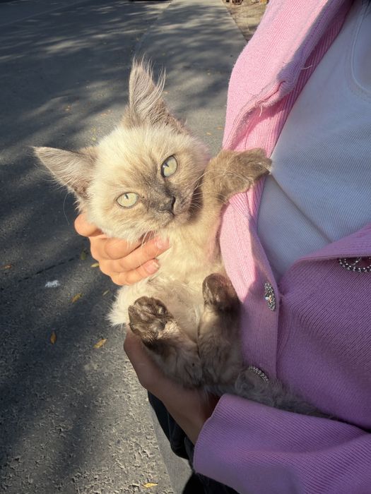 невская маскарадная кошка