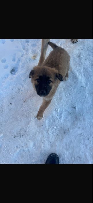 Отдам щенков , мама немецкая овчарка