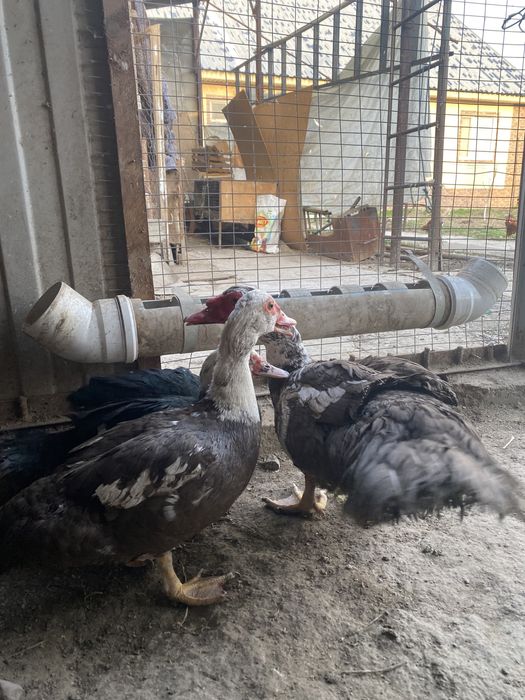 Продам индоуток