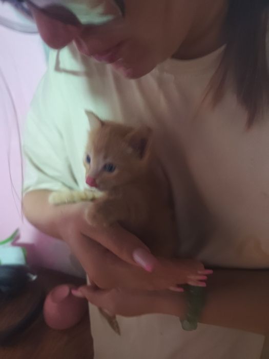 Котенок рыжий мальчики