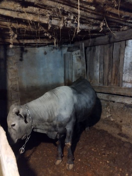 1жас жарымның бұқасы