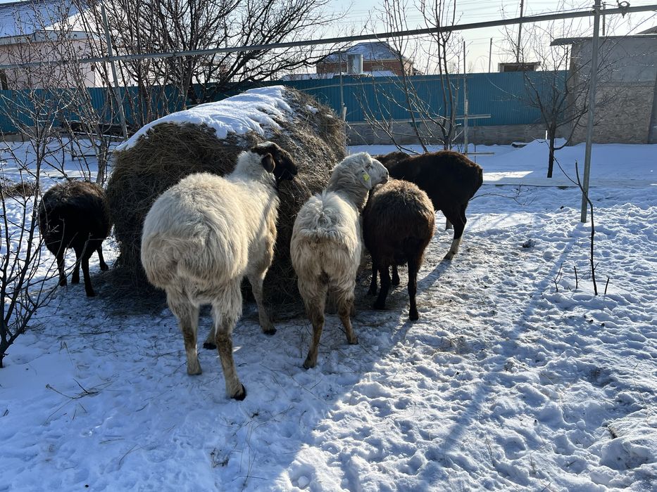 Қошқар қой  буаз қой қозылы қойлар