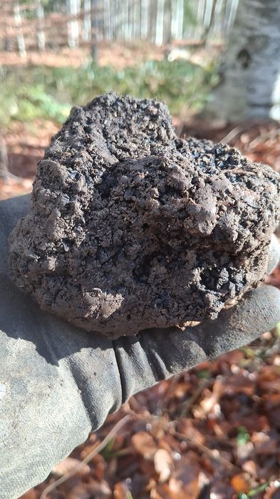 Trufe proaspete de sezon