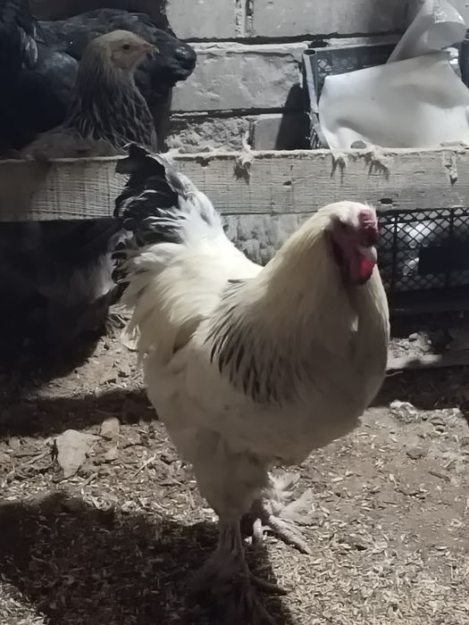 Петуха брамо белый