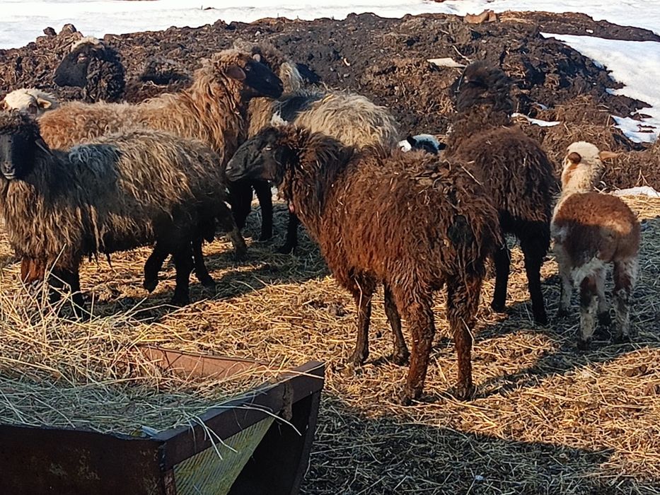 Продам овечек на развод.