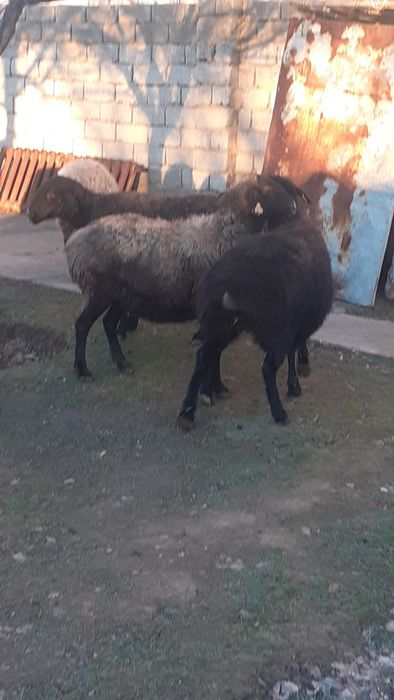 Қоилар сатылады жемде тұрған