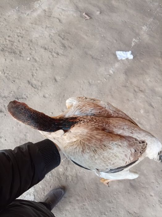 Yoshiga tuldi makiyon