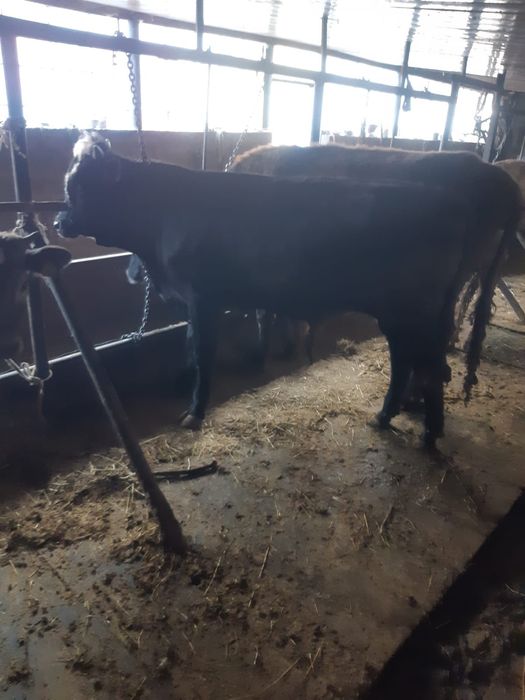 Домашний Бычок  1,2