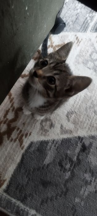 Котенок ищет хозяев