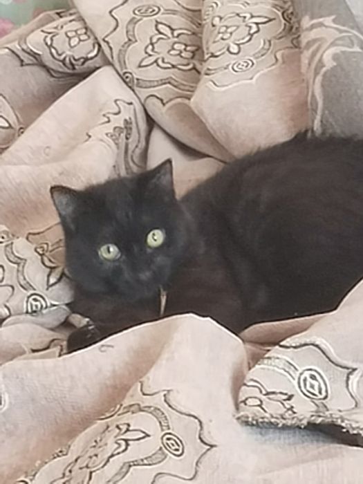 Отдам в добрые руки котика