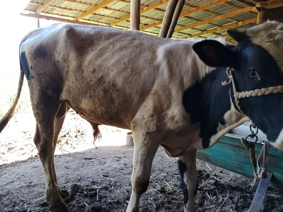 Zotdor. Sifat buqacha sotiladi. Yeb ichishi zõr