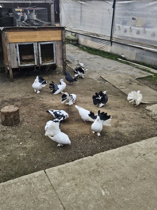 Vând porumbei Voltati indieni