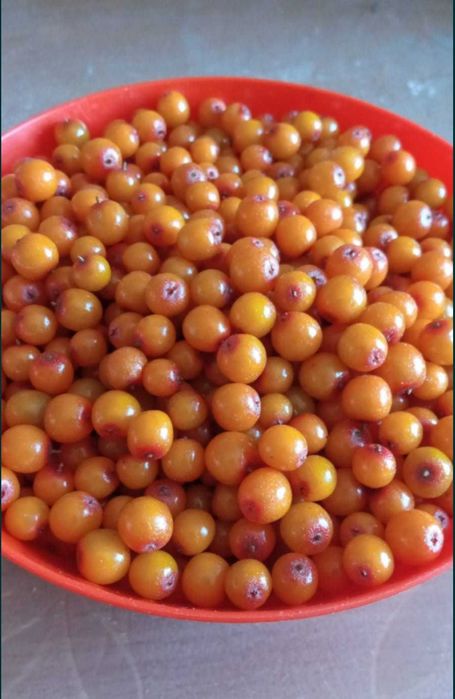 Облепиха 10 литров 5 литровая ведро ягоды Смородина