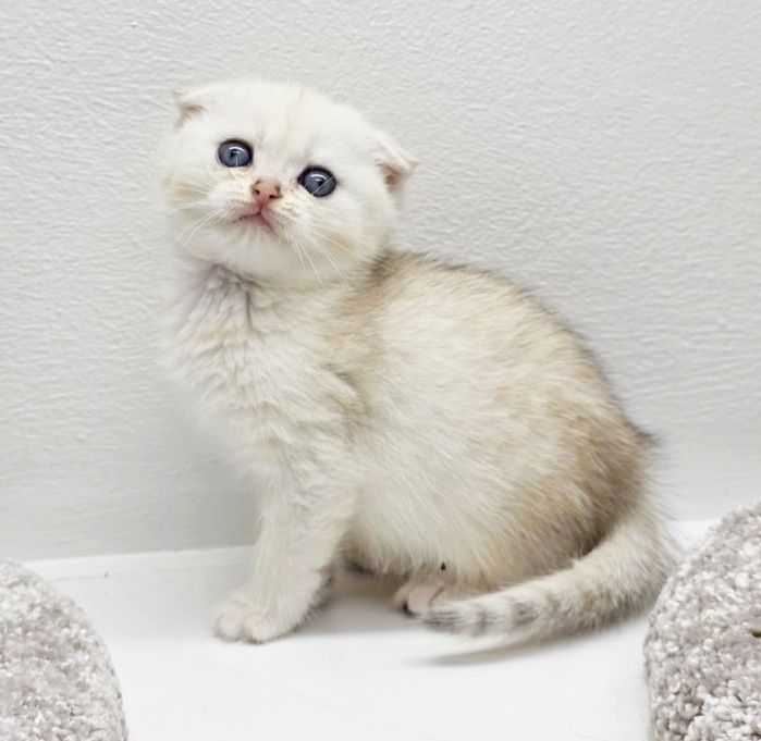 Вислоухая кошечка*