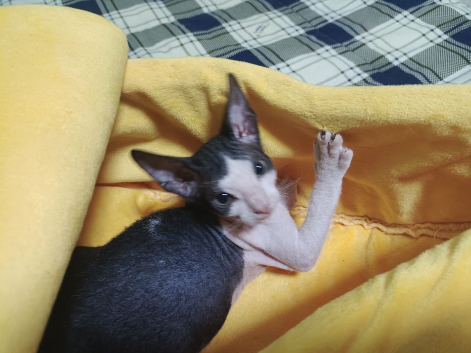Продаются котята сфинксы