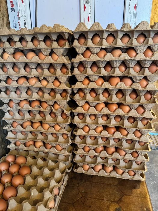 Продам инкубационные яйца ломан браун