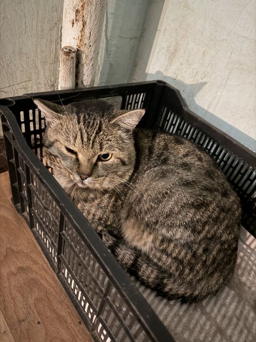 Котик ищет любящих хозяев