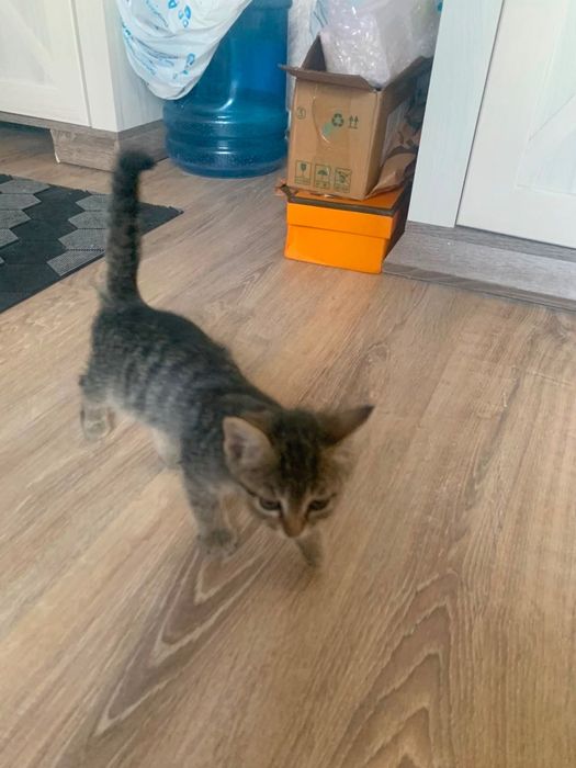 Котенок в добрые руки
