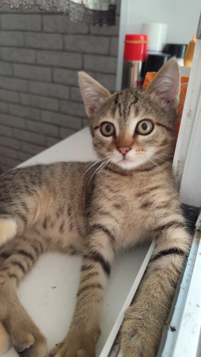 Отдам котят в добрые руки