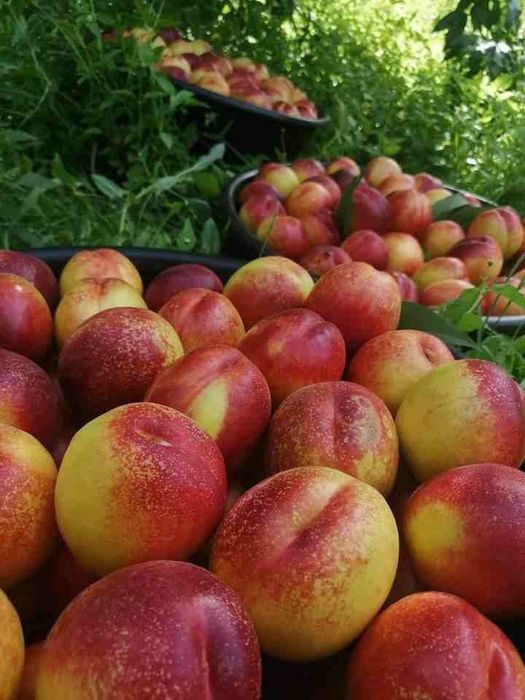 Mevali koʻchatlar sotiladi Samarqanda