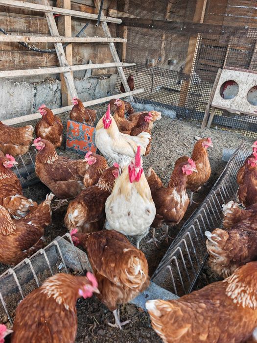 Продам курей 3500