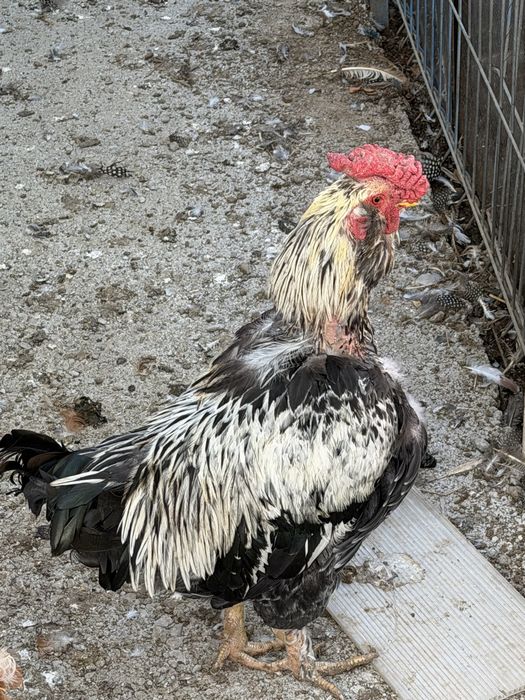 Cocosi de vanzare 60 lei