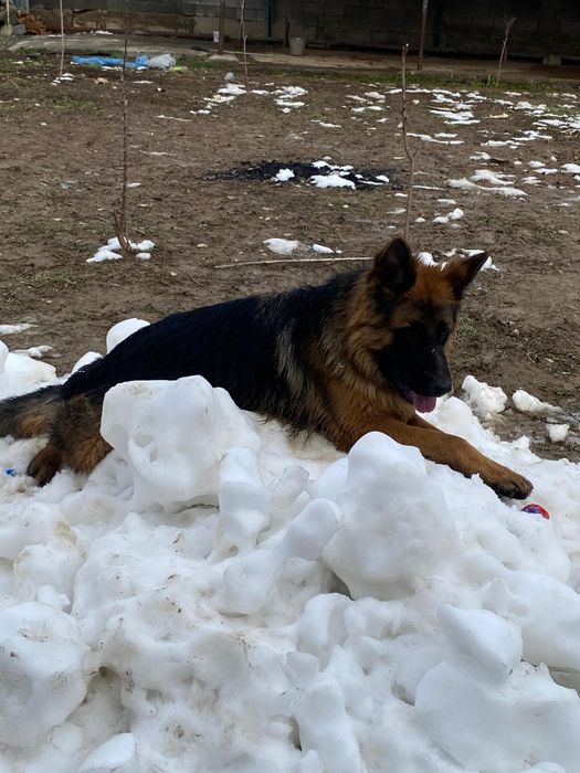 Овчарка сатылады