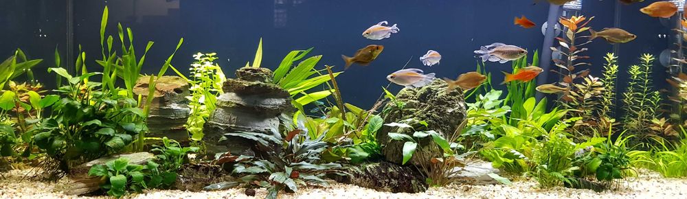 Поддръжка и изработка на аквариуми  Аква Кеър