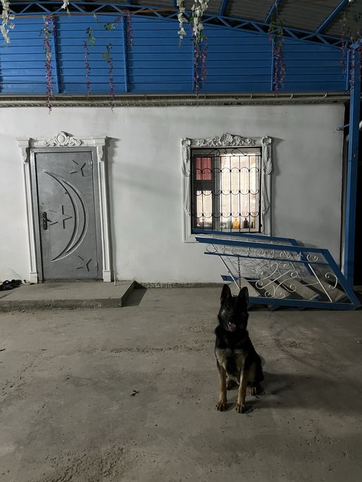 Немецкая овчарка