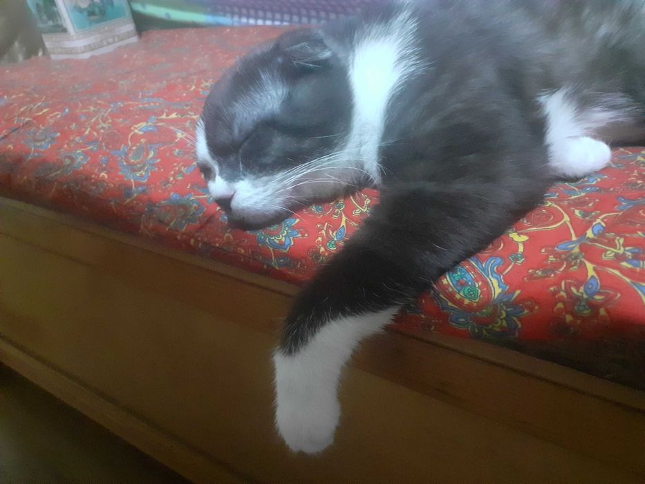 Skotish fold 1 yosh O'g'il bola Скотиш фолд 1 год  мальчик