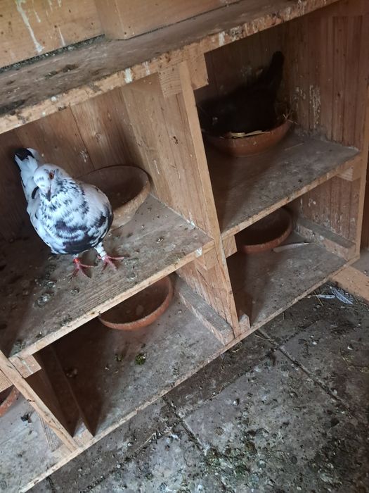Vând Porumbei de rasă Kingi