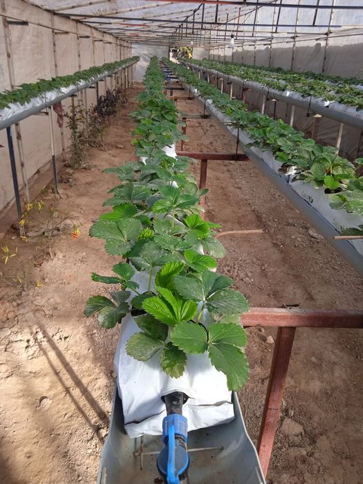 Кокосовый субстрат для выращивания клубники