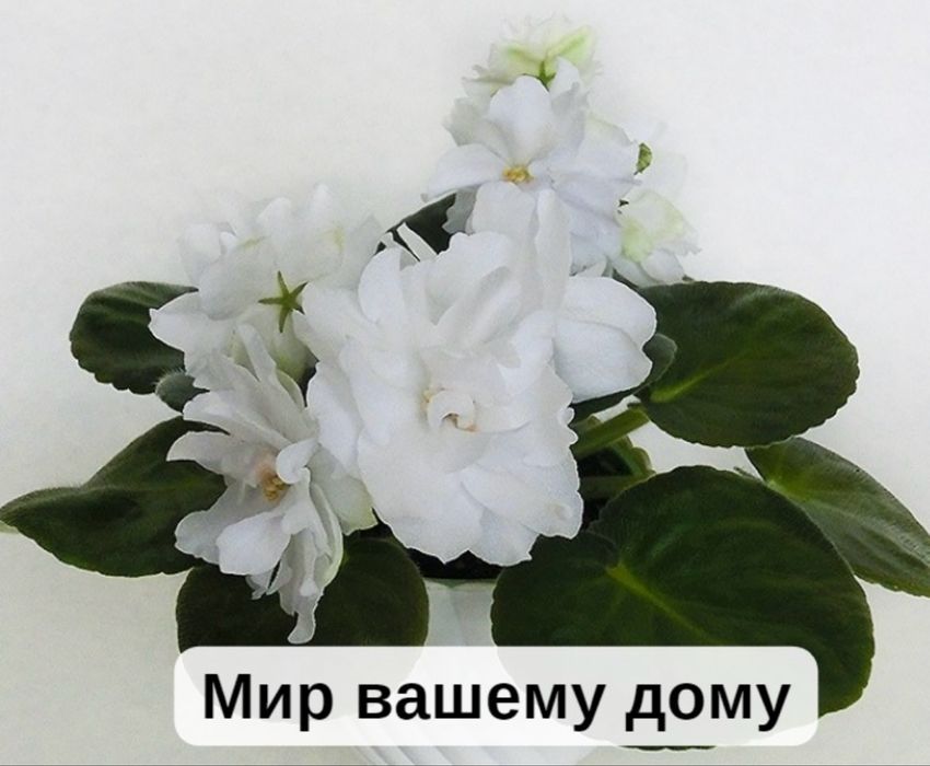 Продам свежесрезанный лист фиалок- 200тг. Цветущие фиалки- 1500тг.