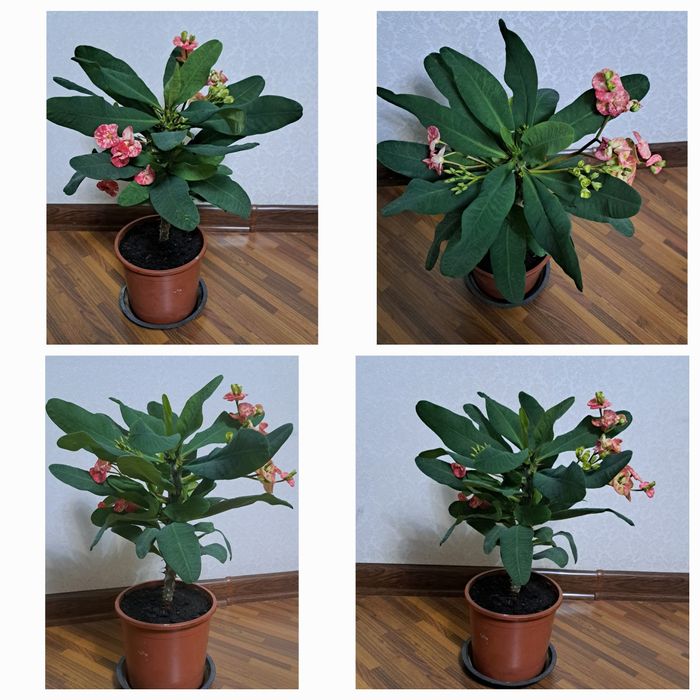 Цветы  комнатные