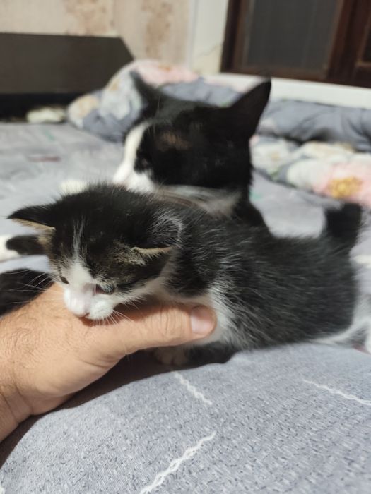 Отдаются даром котята вместе с их мамой.пока котята ещё не кушают сами