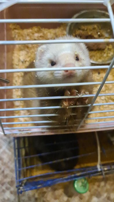 Продам хорька самка цвет шампанского