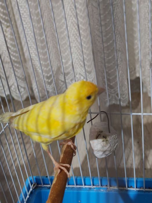 Продается канарейка, 2 года, пение тройник