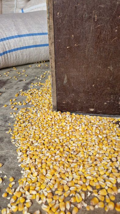 Transport gratuit porumb cu 1.1