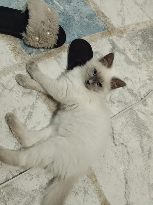 Отдам котенка в добрые руки