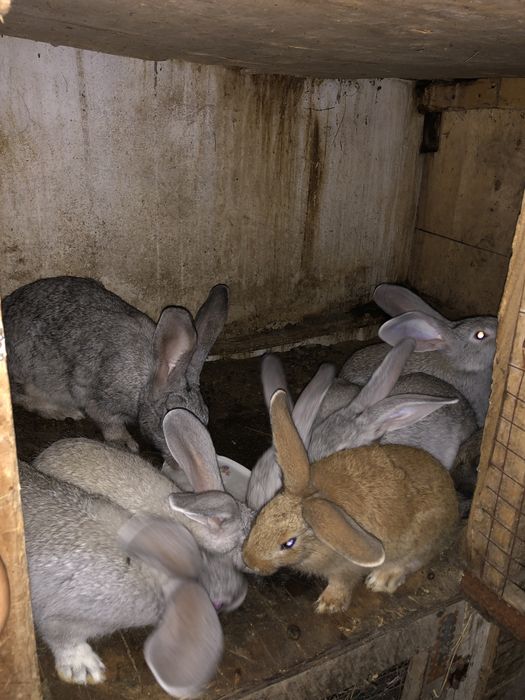 Кролчата на продажу