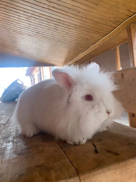 Iepuri cap de pui pui si adulti talie mica si mare