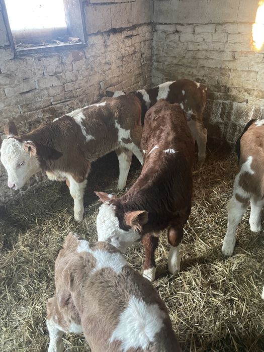 Vitei baltati de vanzare