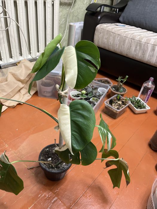 Монстера альба хороший вар