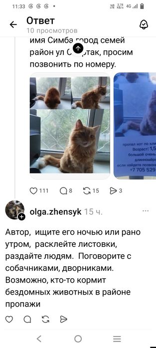 Потеряли кота зовут Симба