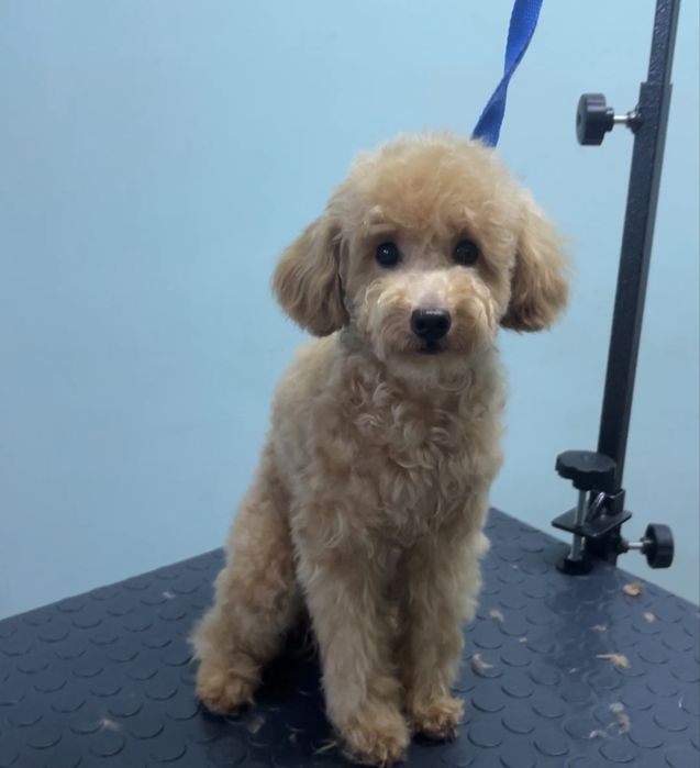 Груминг кошек и собак