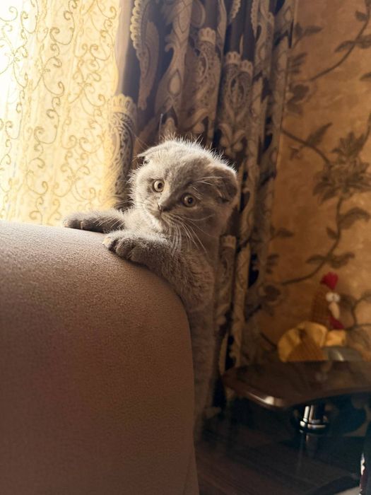 Порода:Скотиш Фолд.